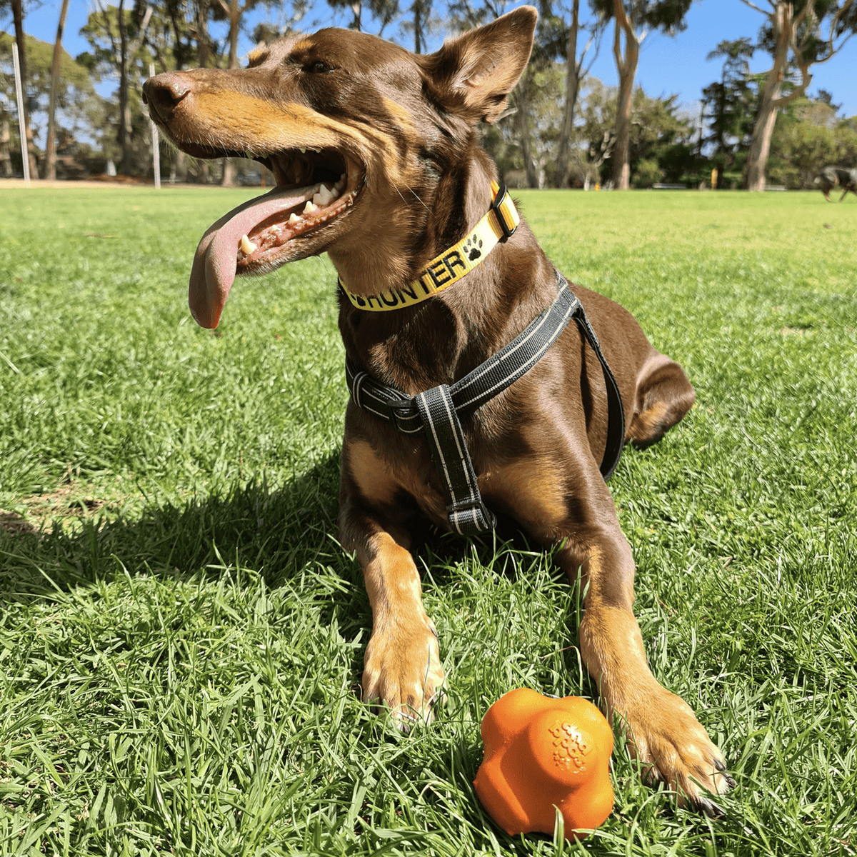 Dog Chew Ball product image 4