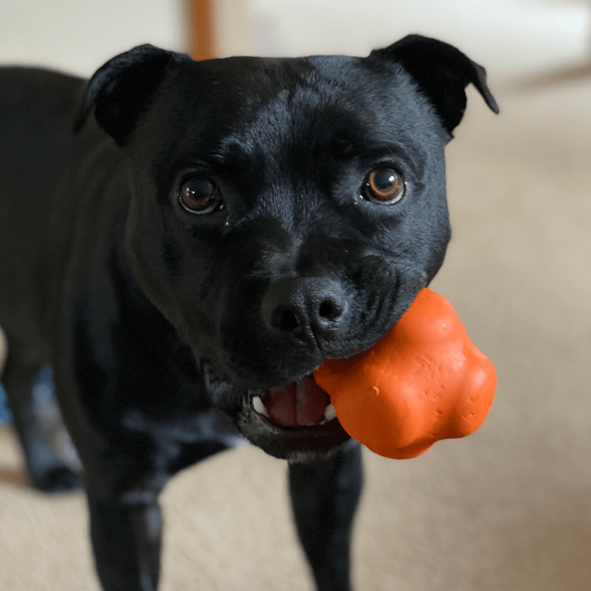 Dog Chew Ball product image 5