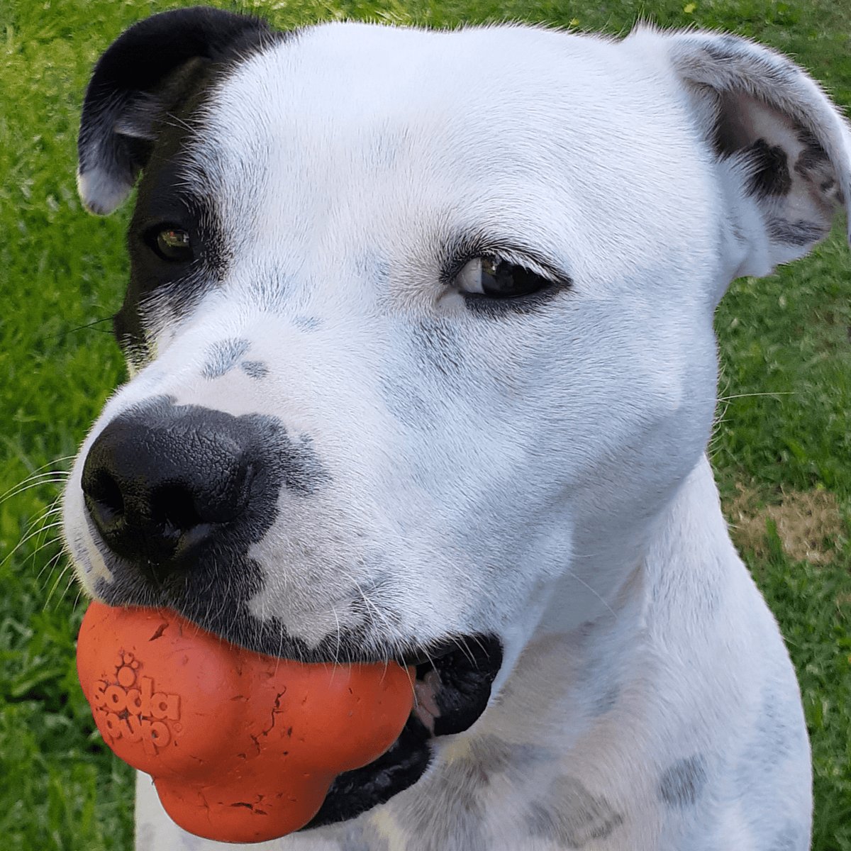 Dog Chew Ball product image 7