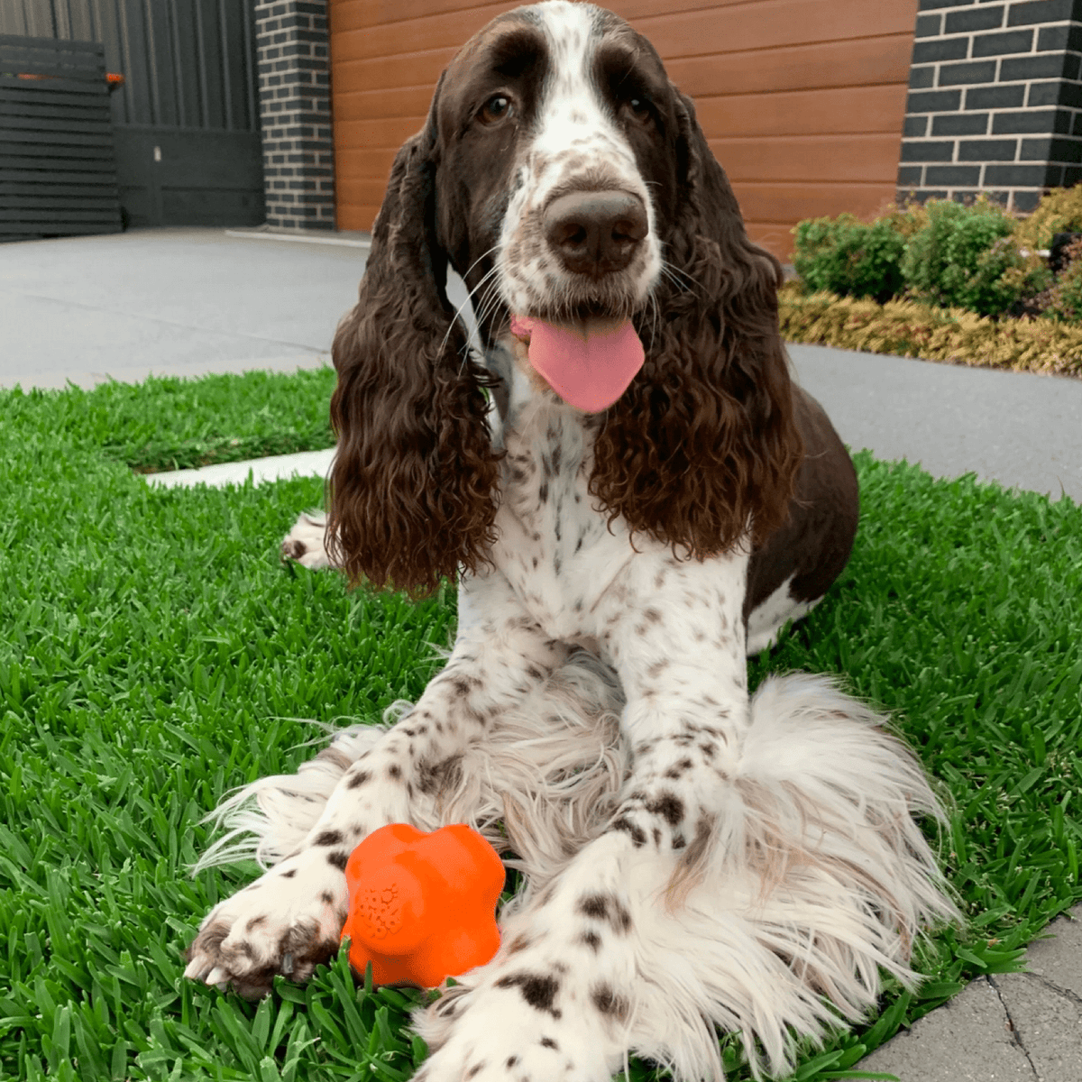 Dog Chew Ball product image 9