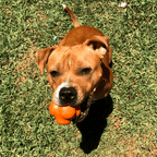 Dog Chew Ball product image 10