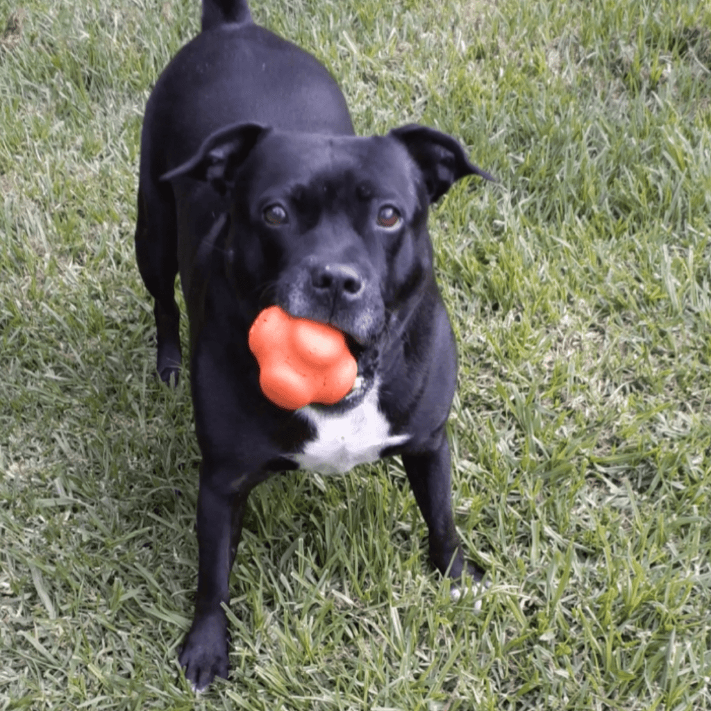 Dog Chew Ball product image 11