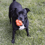 Dog Chew Ball product image 11