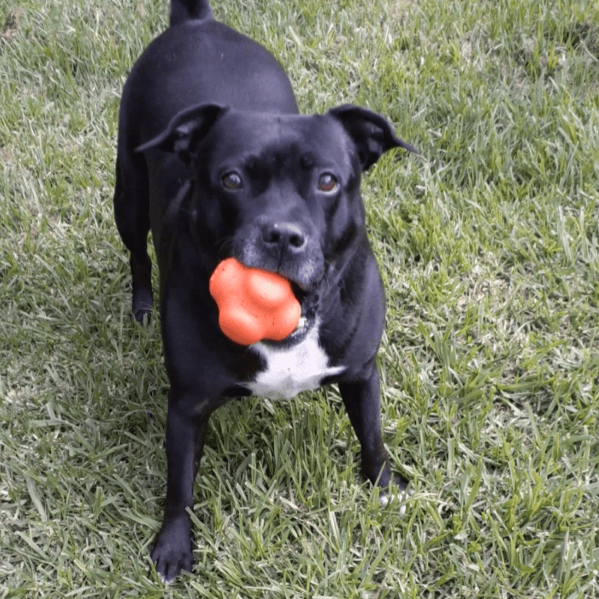 Dog Chew Ball product image 11