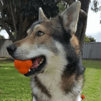Dog Chew Ball product image 12