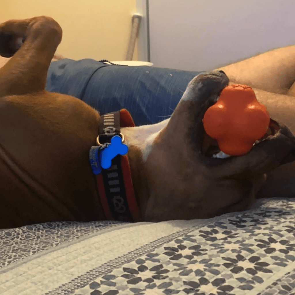 Dog Chew Ball product image 14