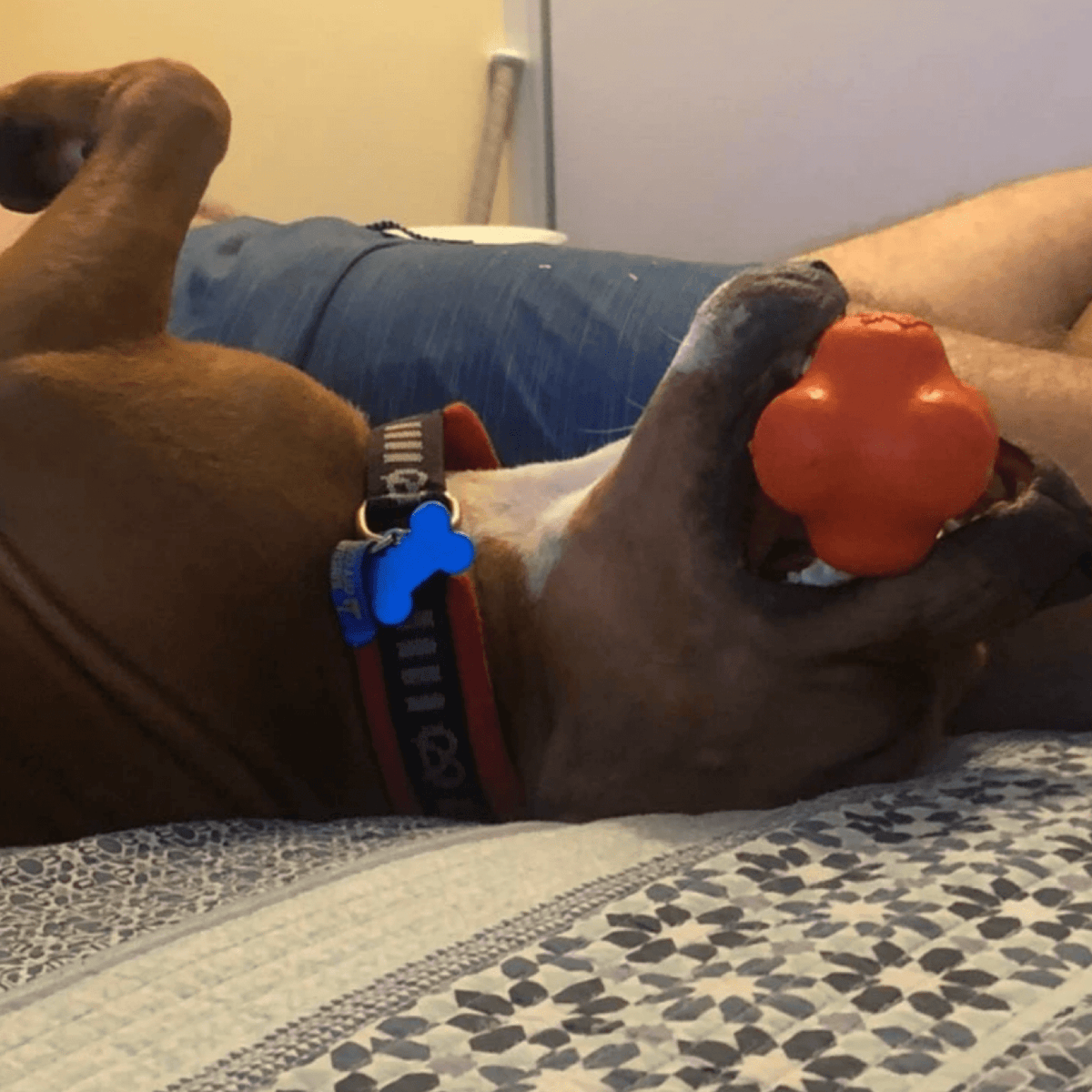 Dog Chew Ball product image 14
