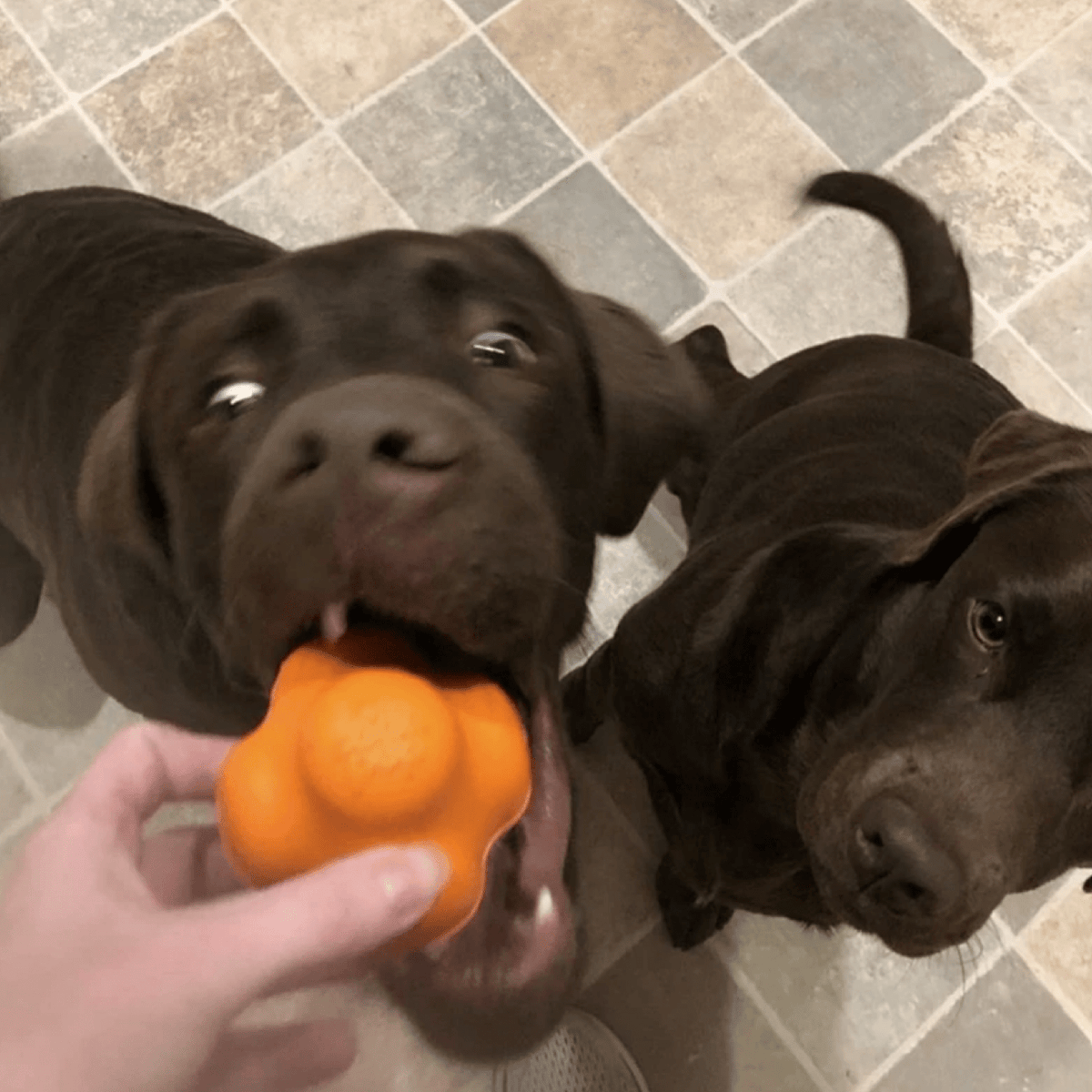 Dog Chew Ball product image 15