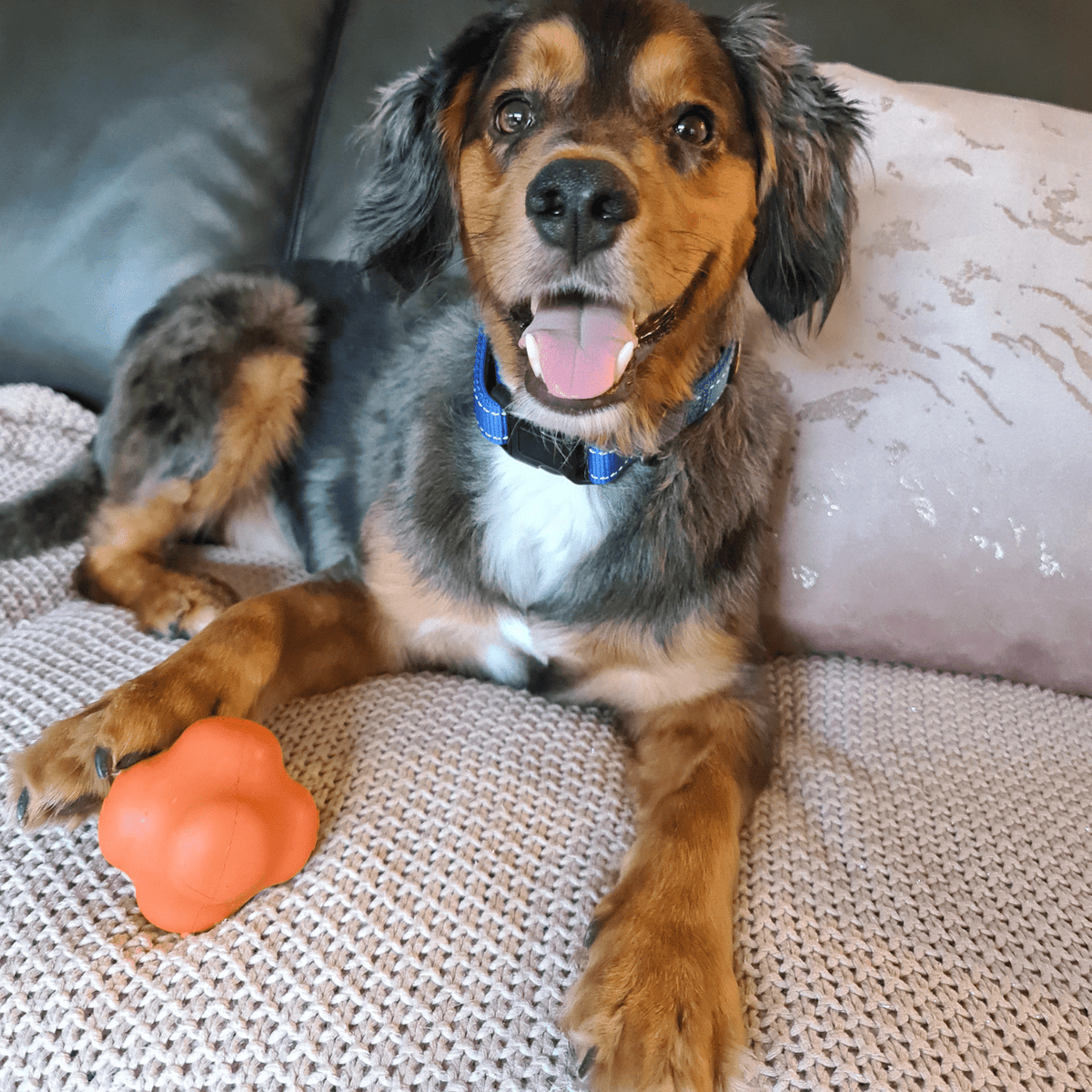 Dog Chew Ball product image 18