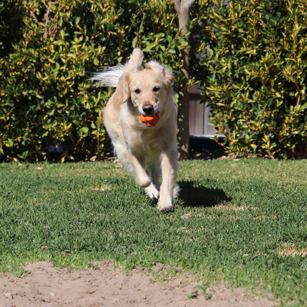 Dog Chew Ball product image 19