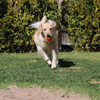 Dog Chew Ball product image 19