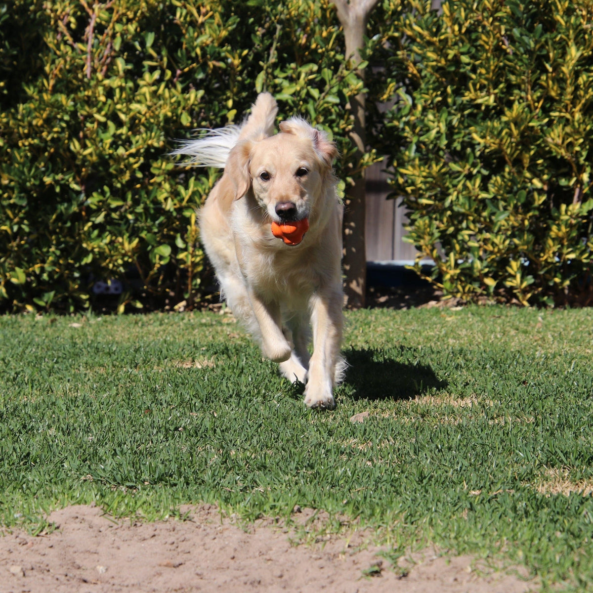 Dog Chew Ball product image 19