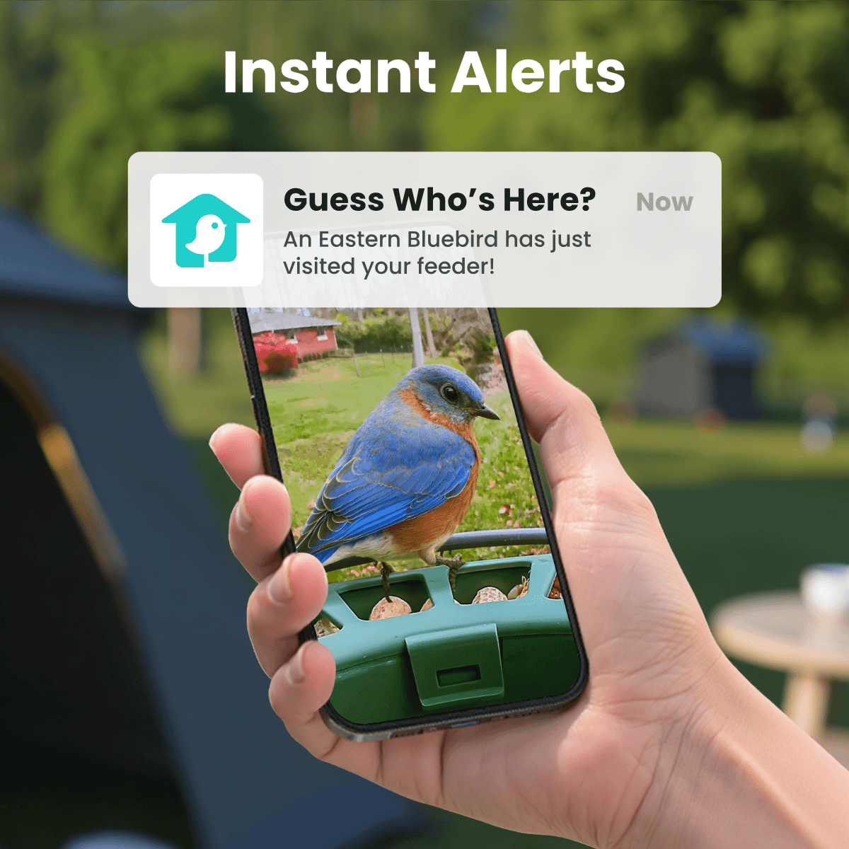 Smart Bird Feeder product image 2