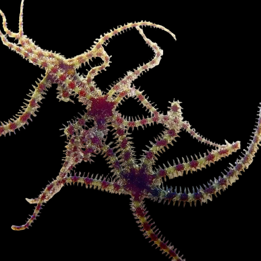Micro Brittle Starfish product image 1