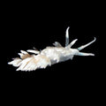 Berghia Nudibranch product image 1
