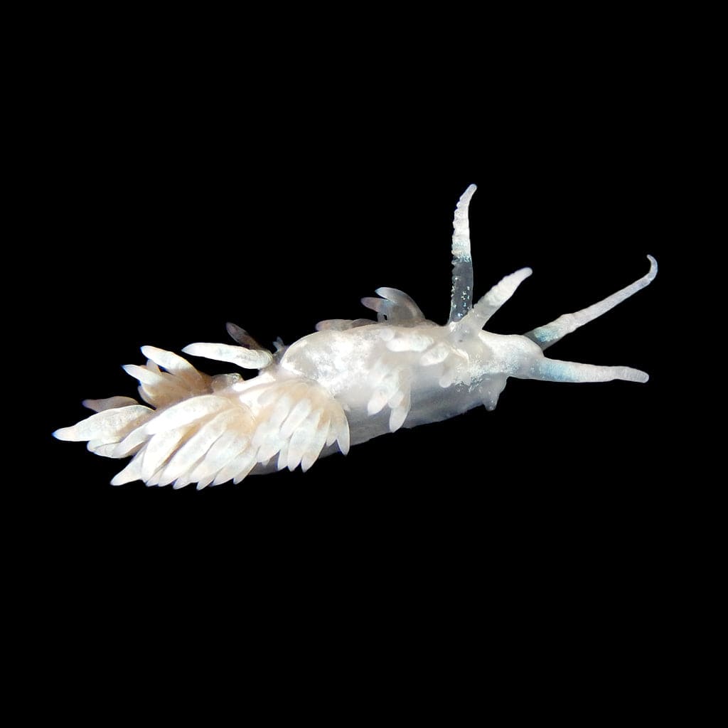 Berghia Nudibranch product image 1