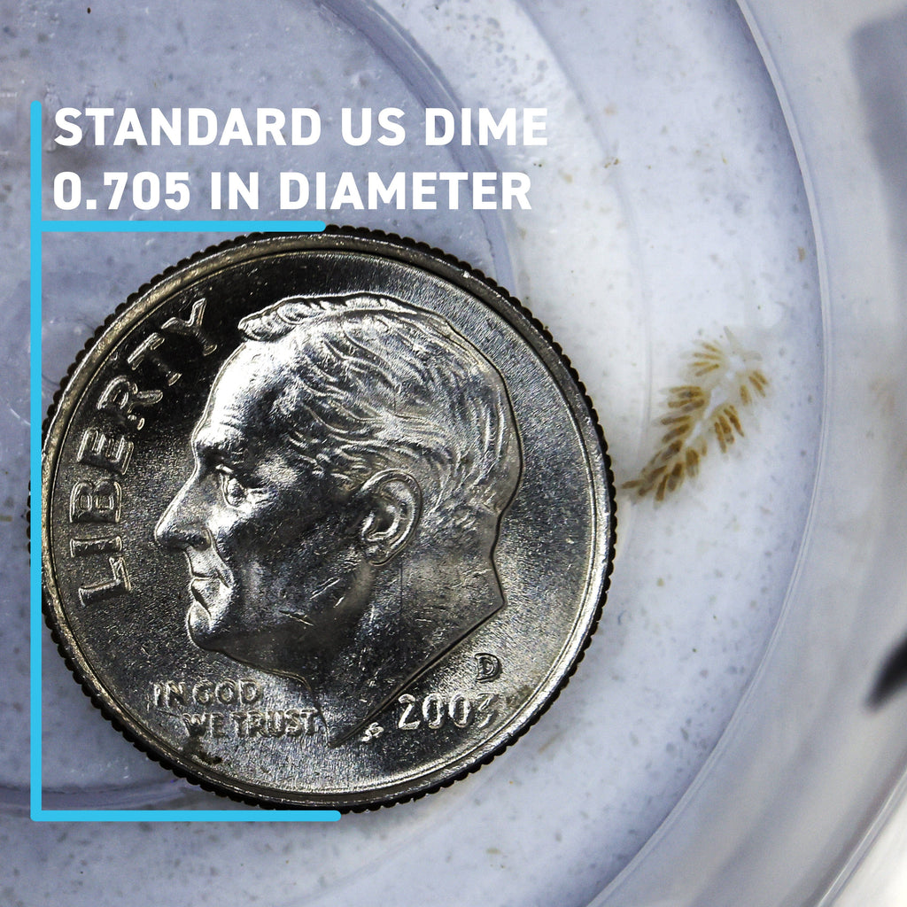 Berghia Nudibranch product image 4