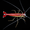 Cleaner Shrimp product image 1