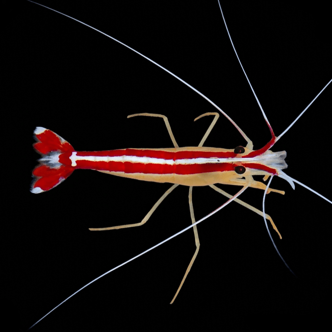 Cleaner Shrimp product image 1
