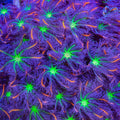 Clove Polyp Coral product image 1