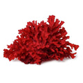 Gracilaria Macroalgae product image 1