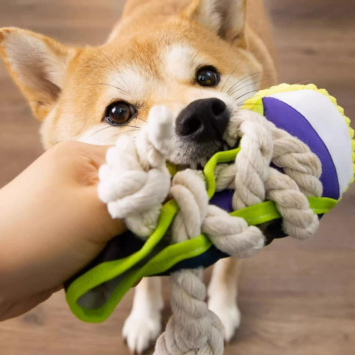 Squeaky Dog Toy product image 3