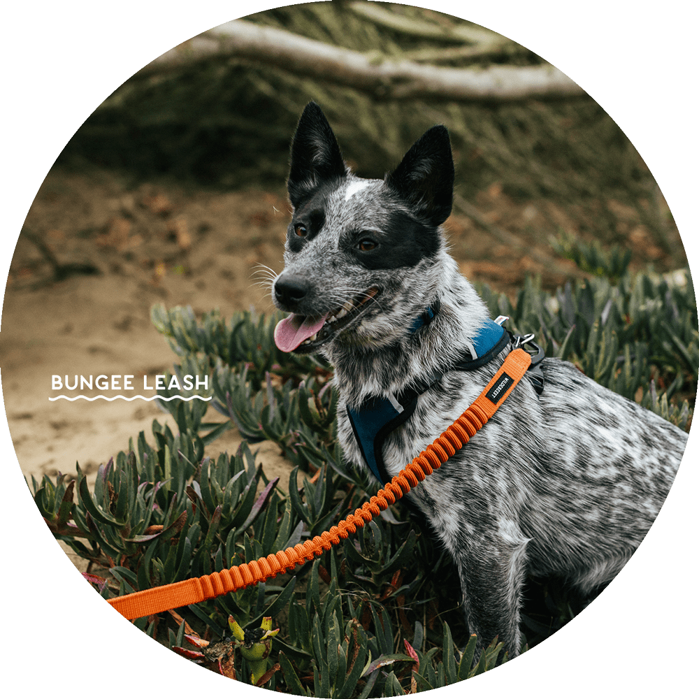 Hands-Free Leash Accessories product image 6