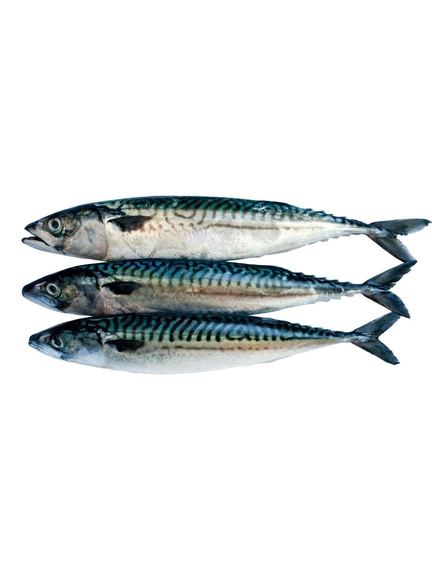 Whole Mackerel product image 1