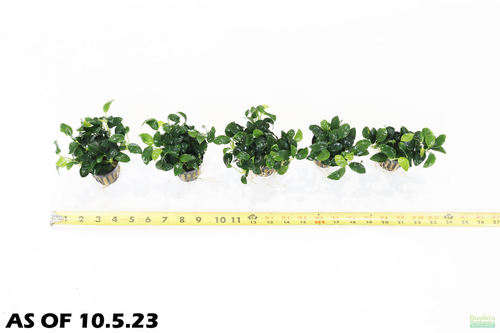 Live Anubias Nana Petite Aquarium Plant product image 13