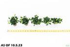 Live Anubias Nana Petite Aquarium Plant product image 13