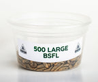 Live Large Black Soldier Fly Larvae product image 2