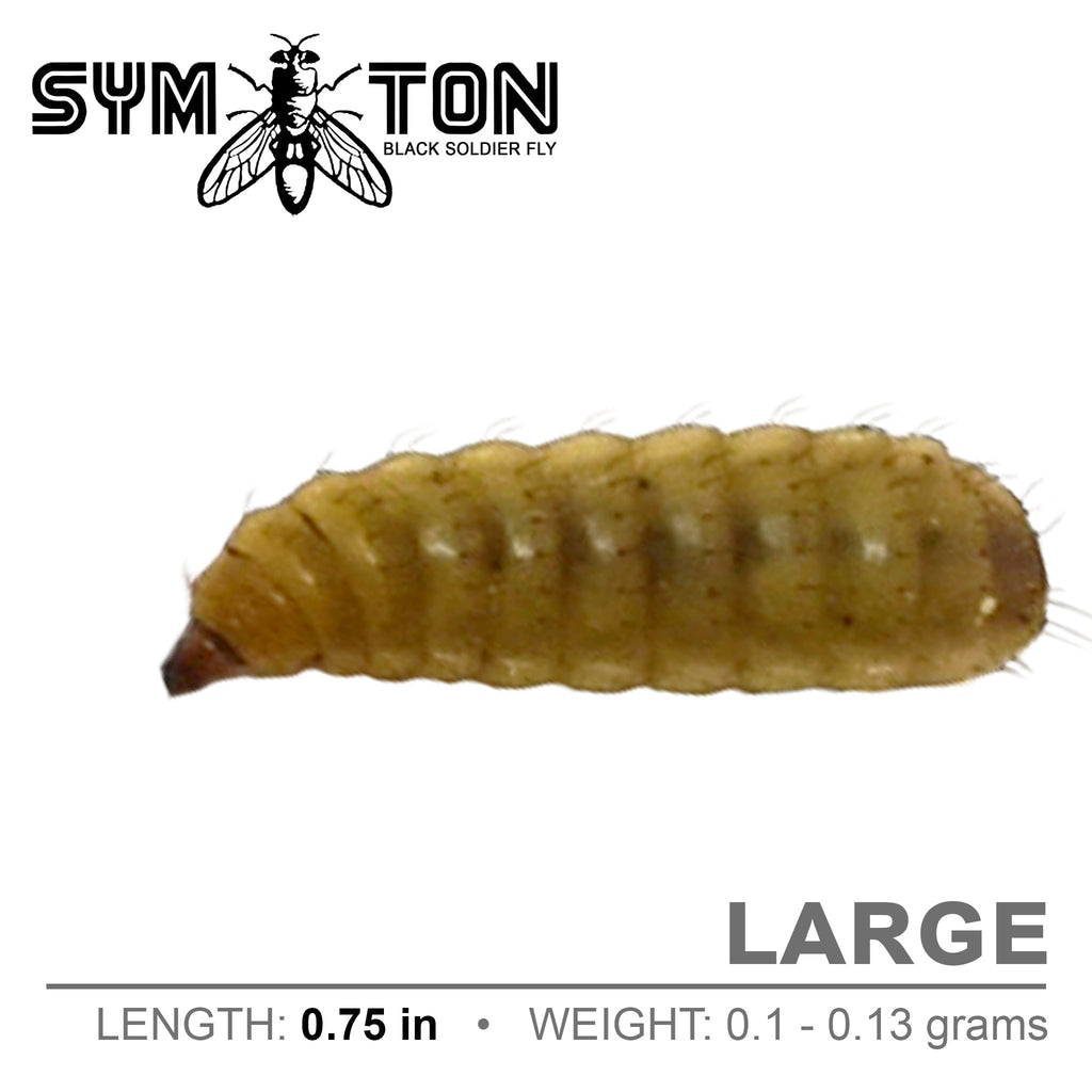 Live Large Black Soldier Fly Larvae product image 3