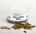Live Large Black Soldier Fly Larvae, 200 Large