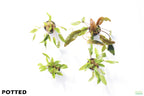 Cryptocoryne Aquarium Plant Pack product image 2