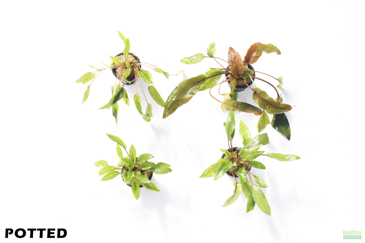 Cryptocoryne Aquarium Plant Pack product image 2
