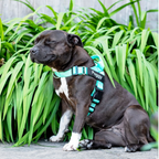 No Pull Dog Harness product image 2