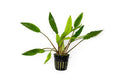Live Aquarium Plant product image 1