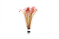 Aquarium Stem Plant product image 1