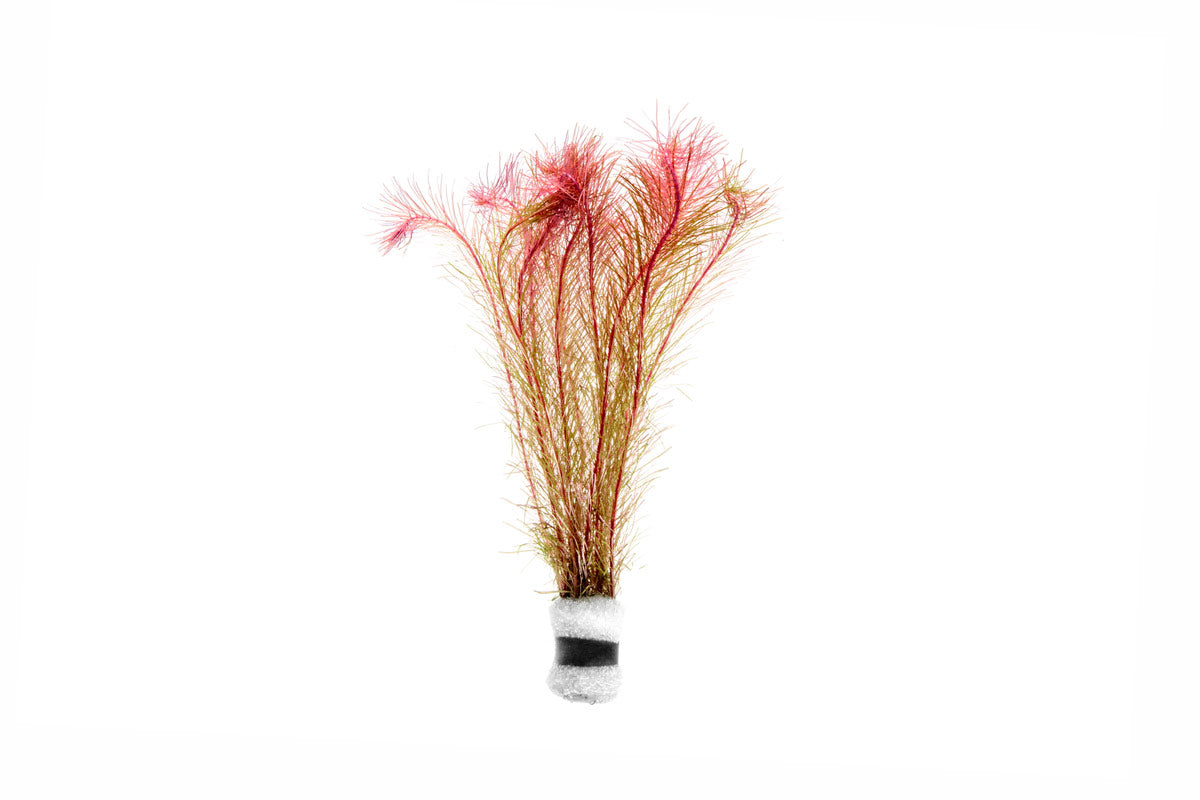 Aquarium Stem Plant product image 1