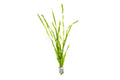 Live Aquarium Plant product image 1