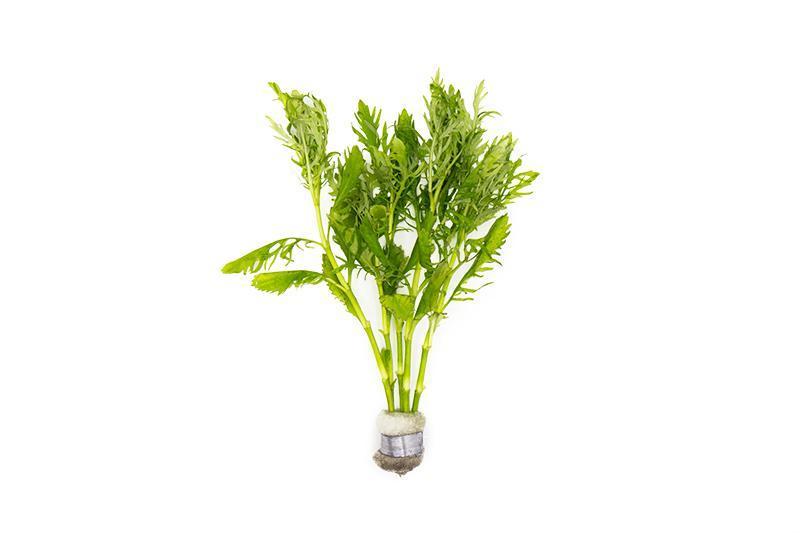 Live Aquarium Plant product image 1