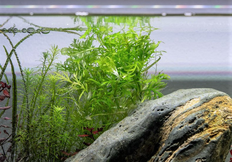 Live Aquarium Plant product image 2