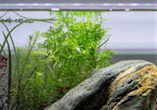 Live Aquarium Plant product image 2