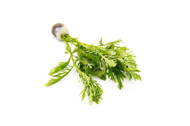Live Aquarium Plant product image 3