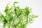 Live Aquarium Plant product image 4
