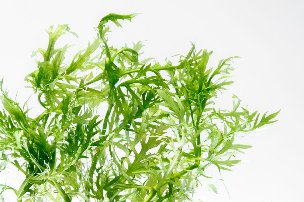 Live Aquarium Plant product image 4