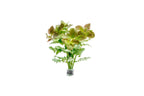 Live Aquarium Plant product image 5
