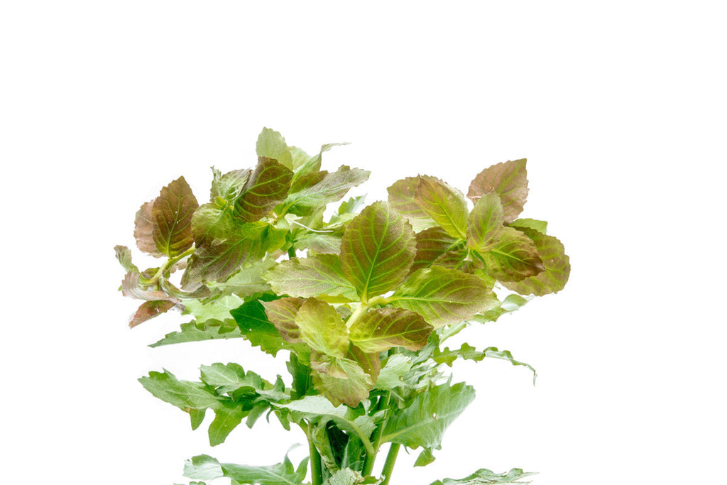 Live Aquarium Plant product image 6