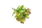 Live Aquarium Plant product image 7
