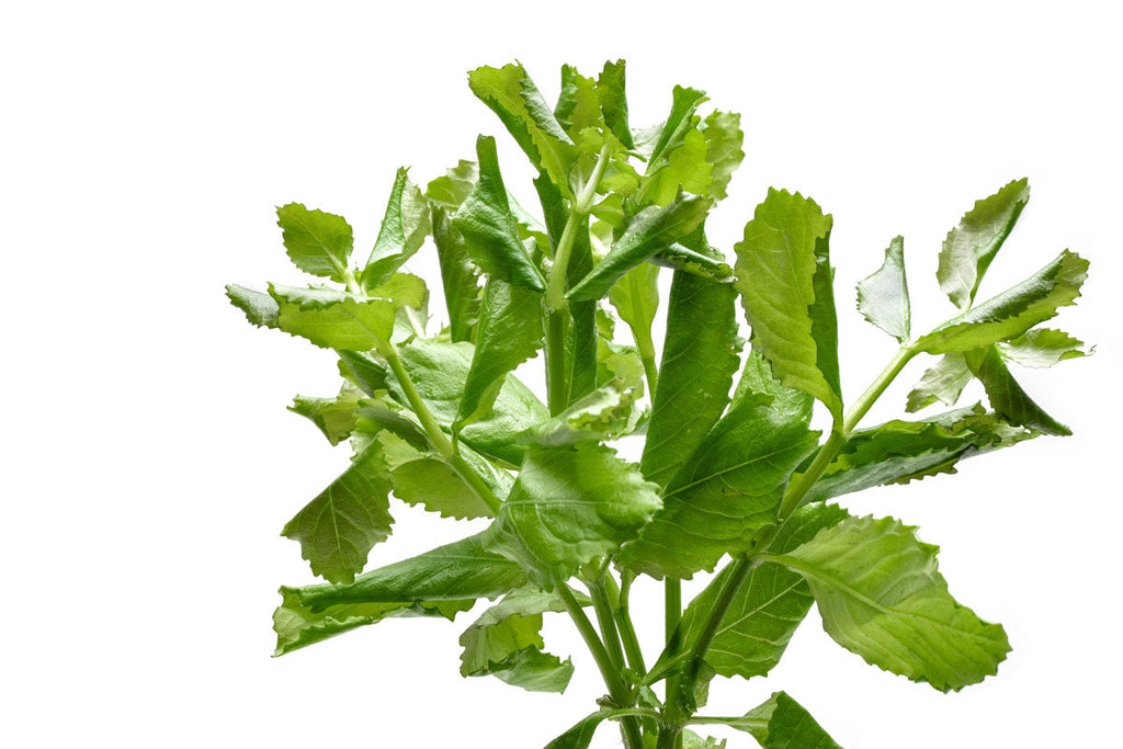 Live Aquarium Plant product image 8